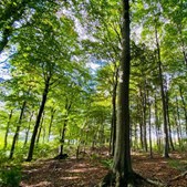 Oplev Kallestrupgaard skovbegravelsesplads på en guidet rundvisning