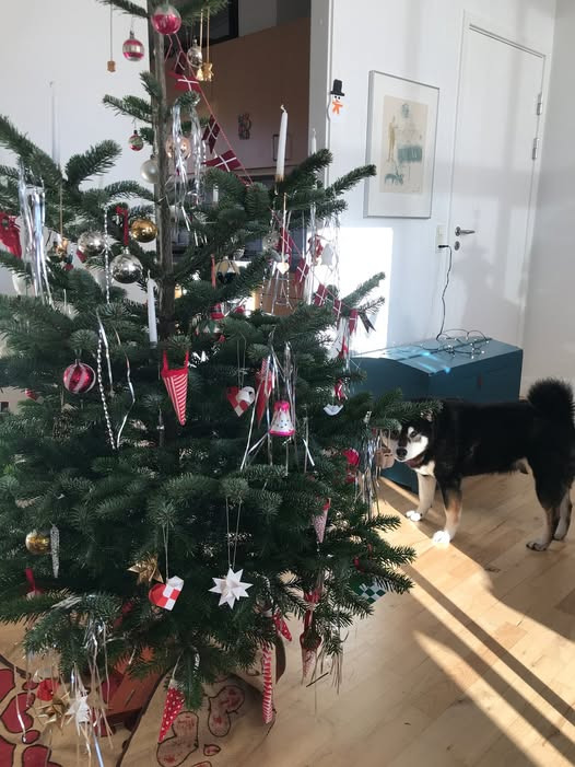 Lund Fysio & Styrke ønsker glædelig jul og takker for følgeskabet i julekalenderen