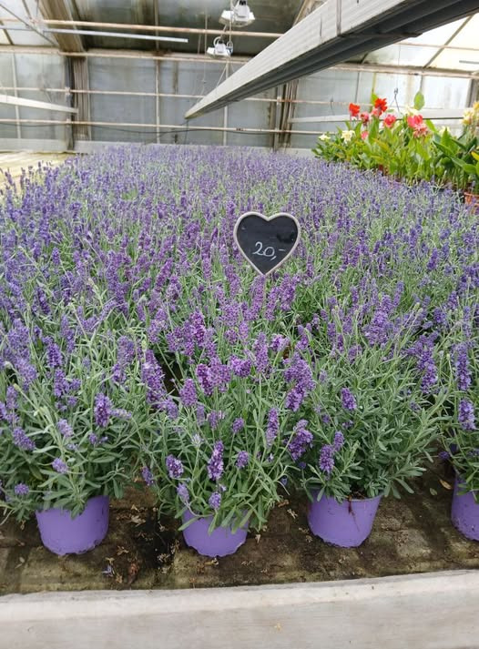 GARTNERIET KORSHØJ tilbyder store lavendler til kun 20 kr. stykket