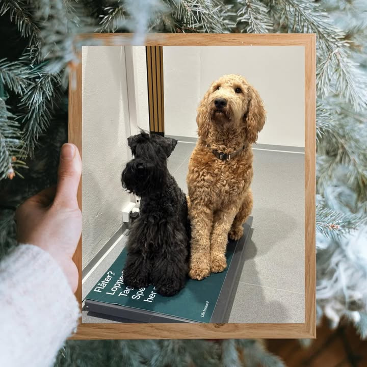 Center Dyreklinik inviterer til konkurrence om lækker julekurv til din hund