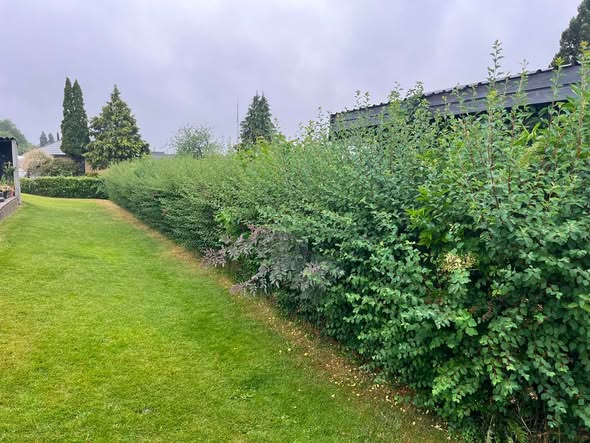 BP Green Garden klipper hæk, så den står flot og velholdt