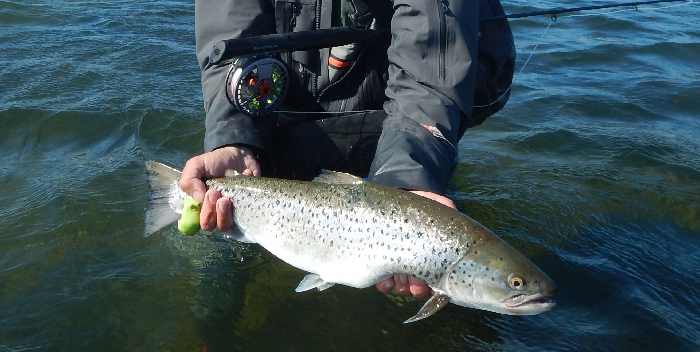Vinterfiskeri i Isefjorden: Lær at fange havørreder med eksperter