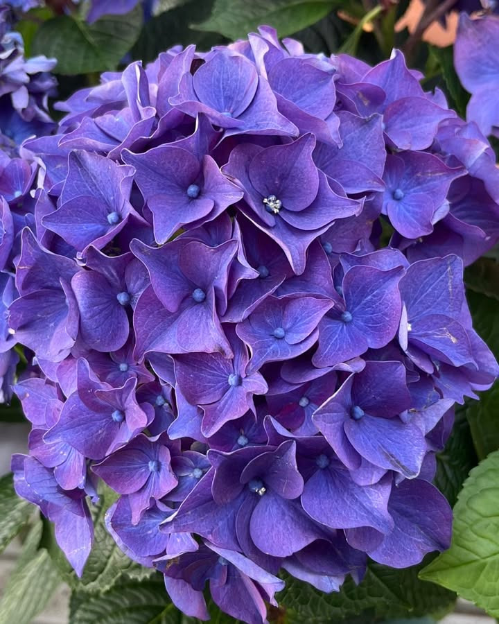 Nyt fra Midtjysk blomstermarked 