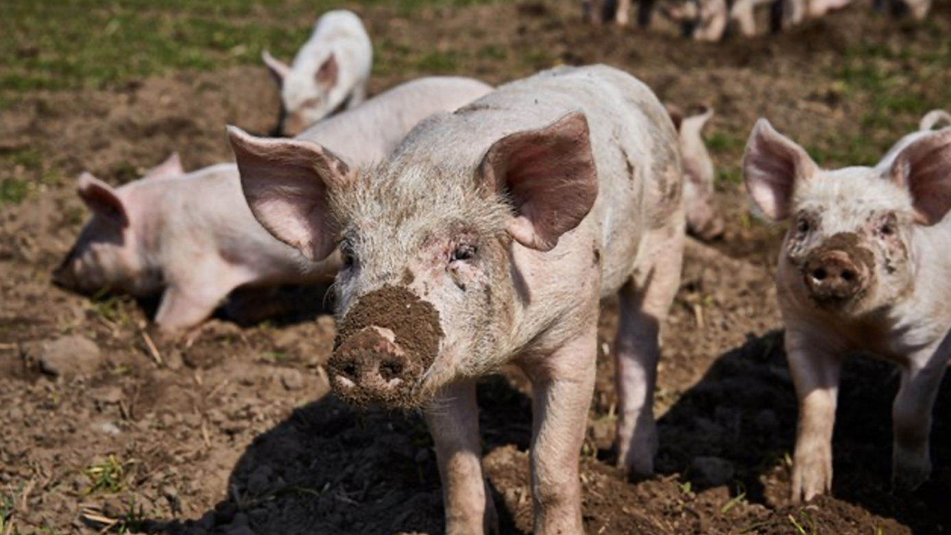 Sofari 2025: Bertrams økologiske griseliv fra A til Z