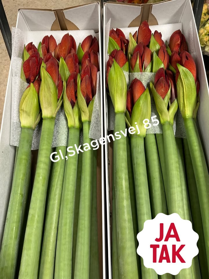 Meny Gl. Skagensvej tilbyder amaryllis til specialpris for afhentning inden fredag
