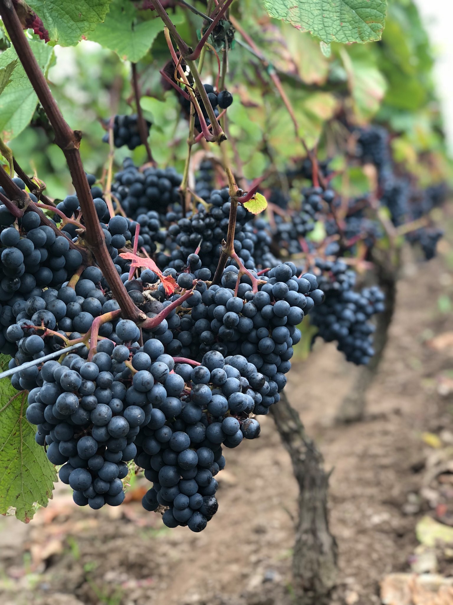 Rundvisning i vinmarkerne og vinsmagning