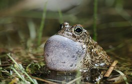 Nyt samarbejde skal redde strandtudsen fra at uddø i Randers kommune