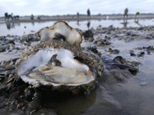 Østers- og muslingesafari: En smagfuld oplevelse i Vadehavet