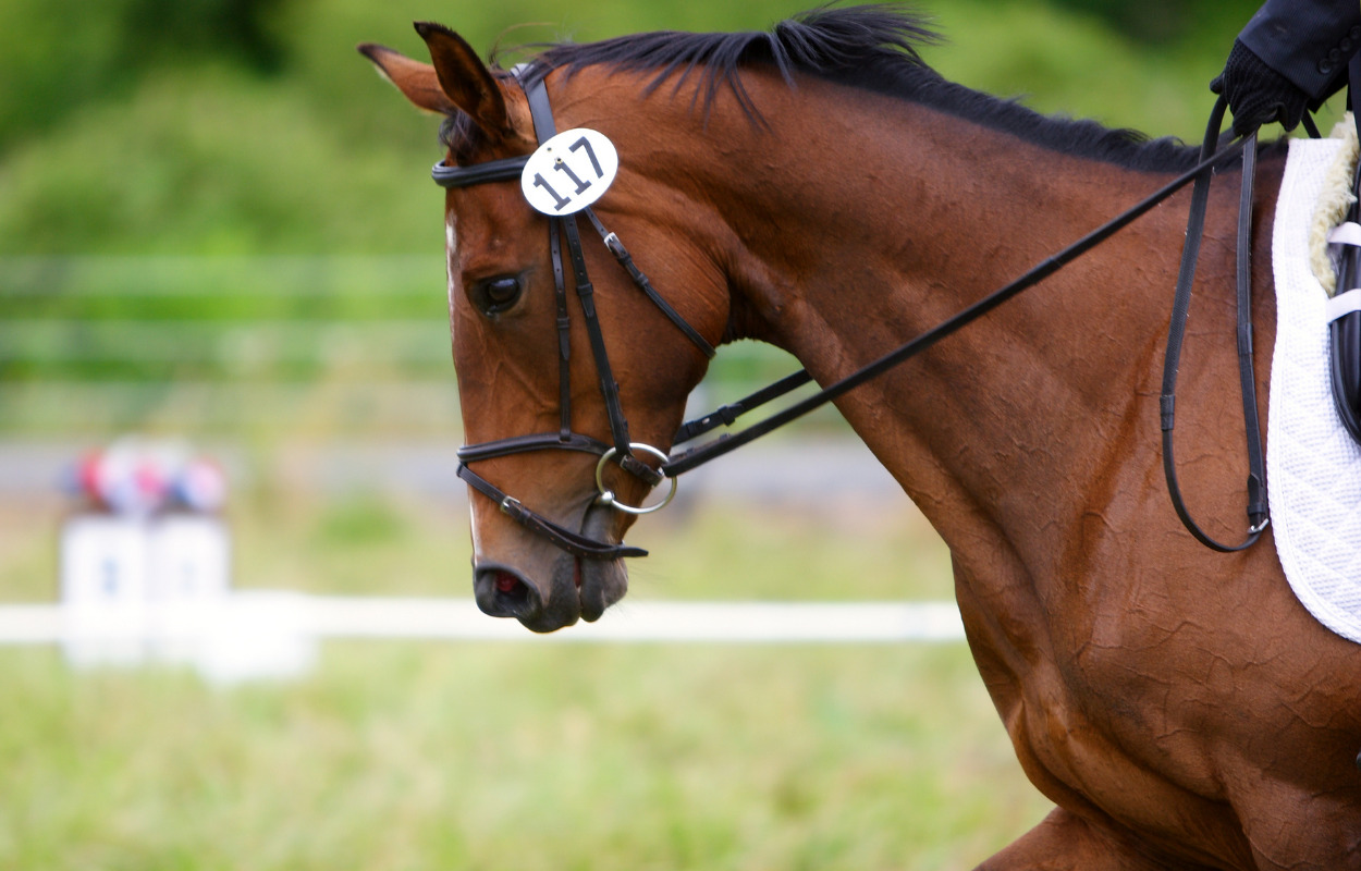 Udskældt hestemesse er tilbage i Herning