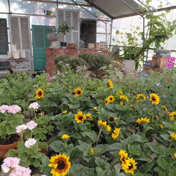 Rishøjgård Gårdbutik og Jordbrug holder plantemarked med tilbud på planter og krukker