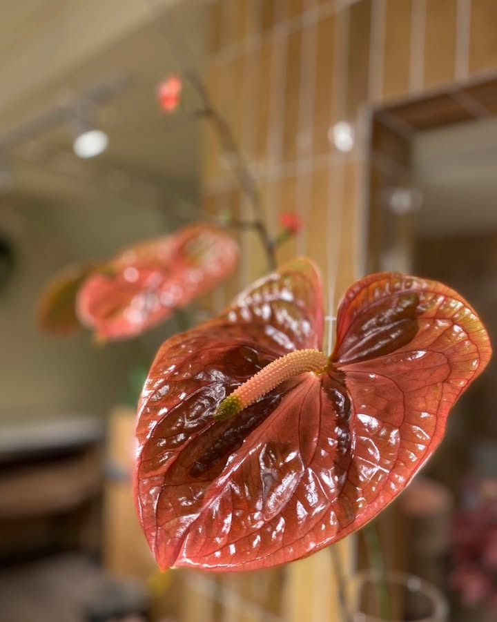 Florist Pernille DB holder åbent som normalt i vinterferien