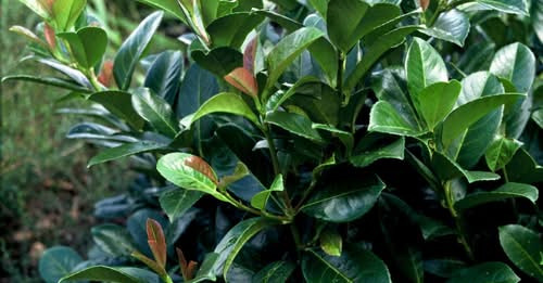 Midtjysk Gartnerhal fejrer fødselsdag med tilbud på kirsebærlaurbær