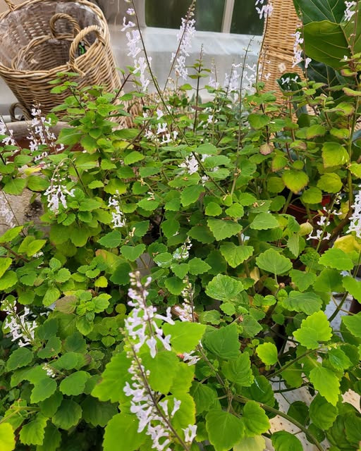 Asmild Plantecenter ApS har mølplanter