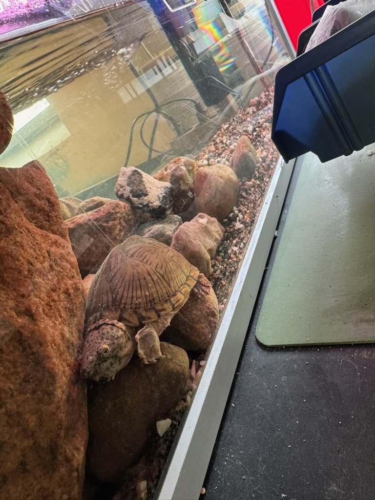 Sumpskildpadde fundet i Odense