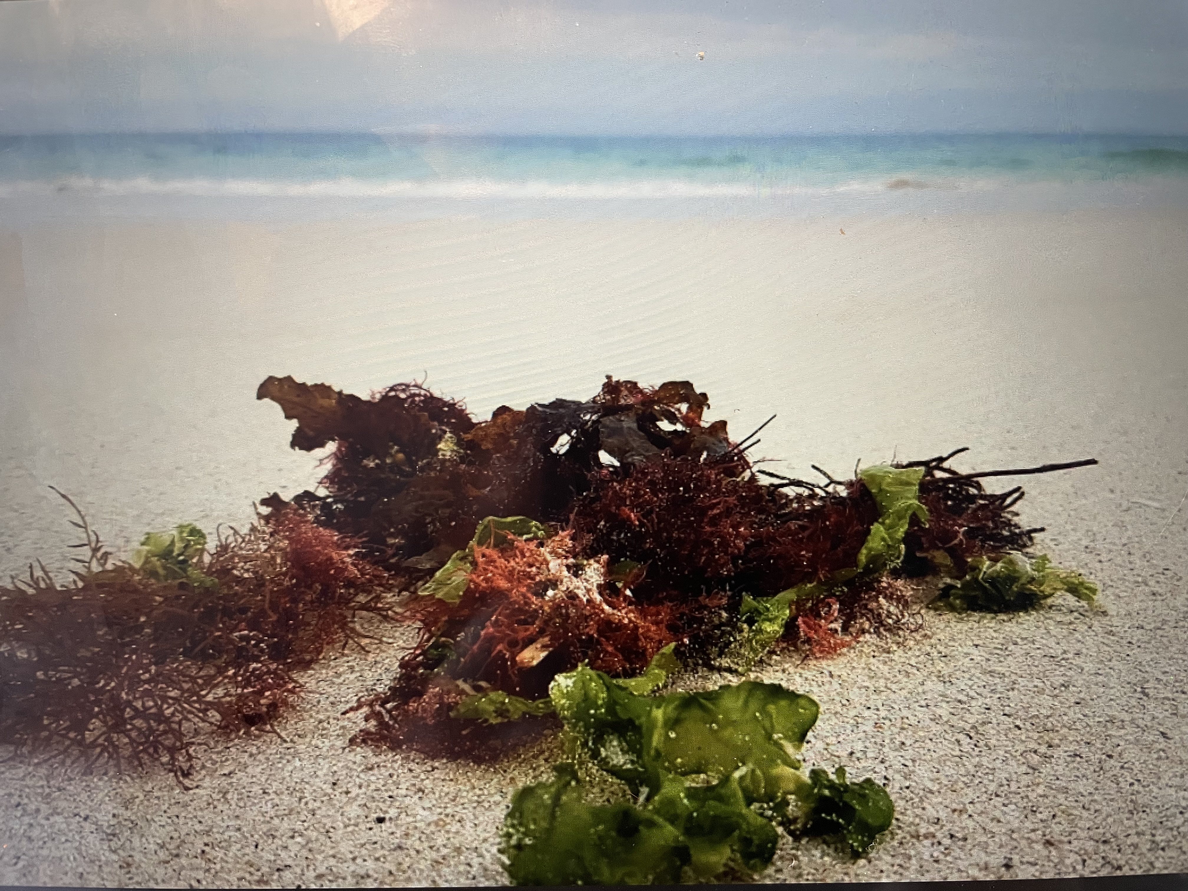 Gastronomisk aften med lokale lækkerier i Nykøbing Sj