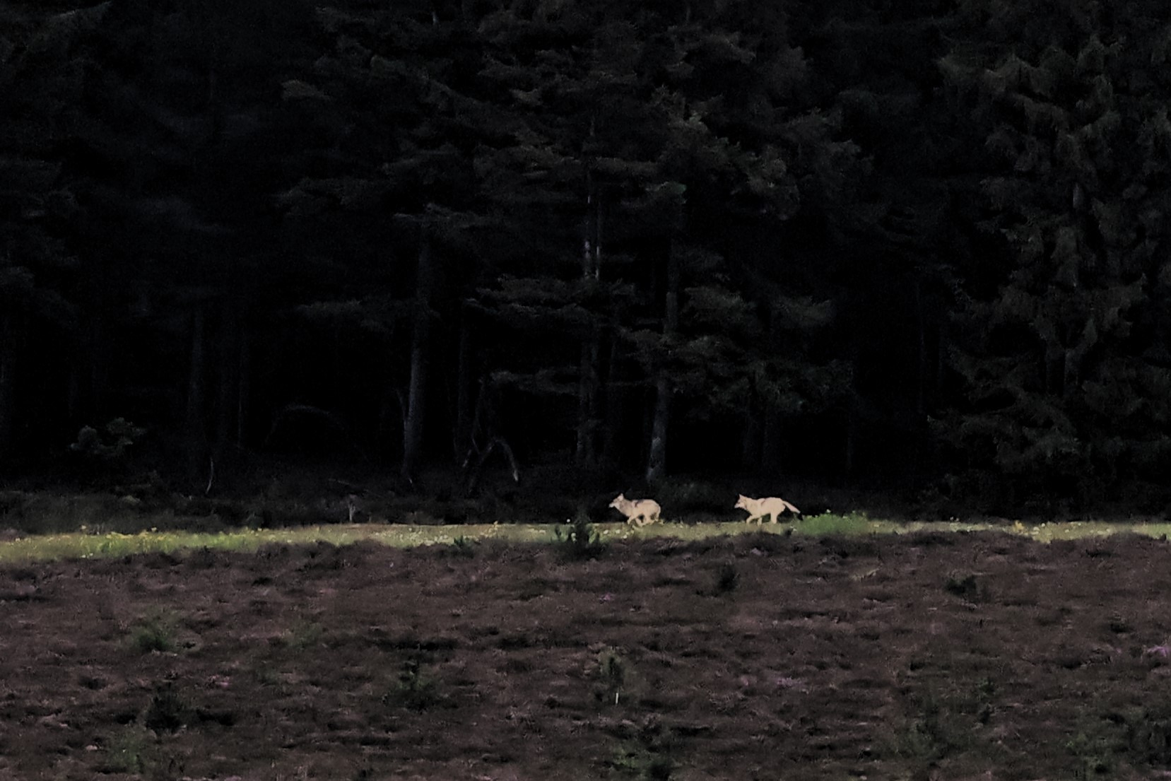 Oplev ulvesafari i det sydvestjyske: En unik naturoplevelse