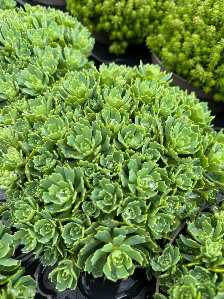 En finger på pulsen i Horsens