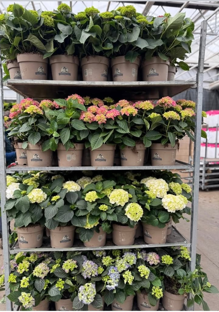 MENY Gl. Skagensvej tilbyder store hortensiaer til nedsat pris i begrænset periode