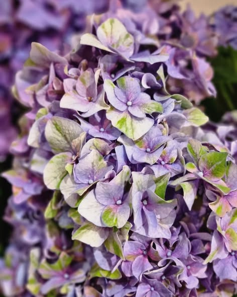 Fynbogården Blomster ApS viser fine sager til buketter fra Holland