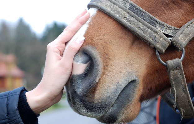 Brug weekenden på dyrskuepladsen til Store Hestedag