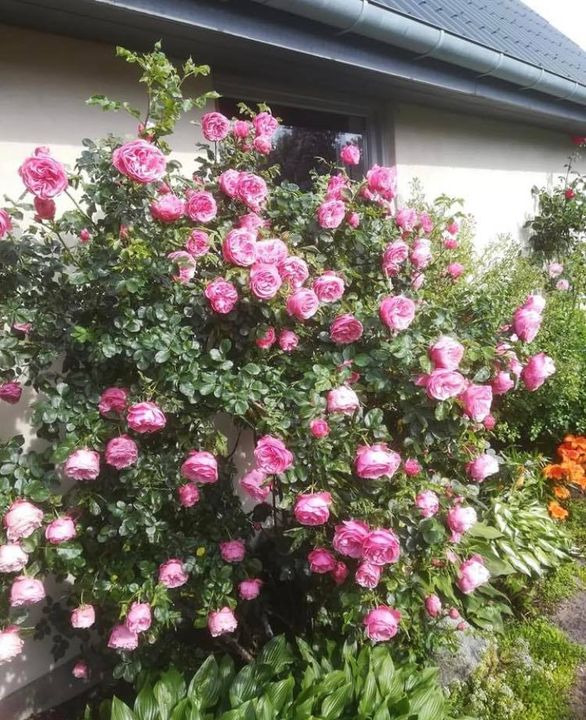 Opdatér dig her: Det nyeste fra Hobro