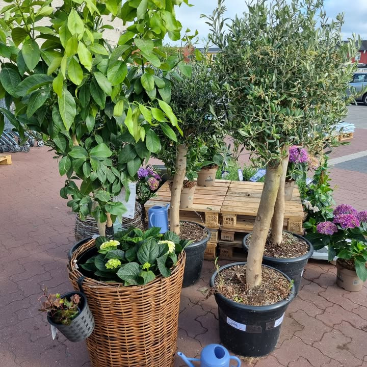 Rema 1000 Nykøbing Mors minder om mors dag med blomster til alle budgetter