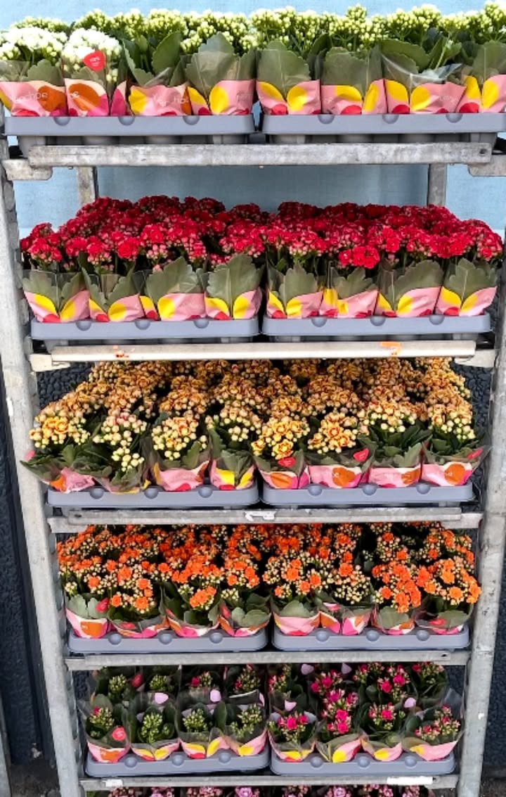 Meny Hobro tilbyder mini kalanchoe til særligt ja tak-tilbud