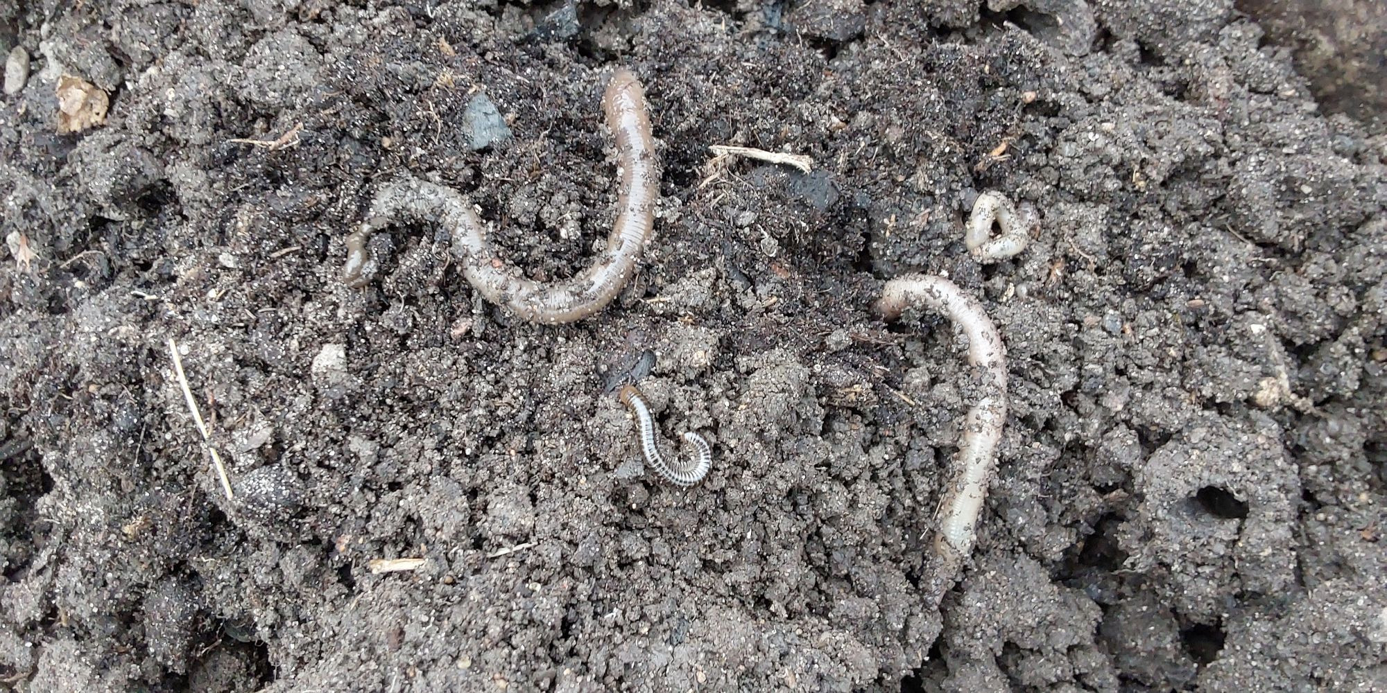 Få styr på jord, kompost og gødning med AnneMarie Sørensen