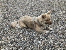 Hvem savner denne lille hund?