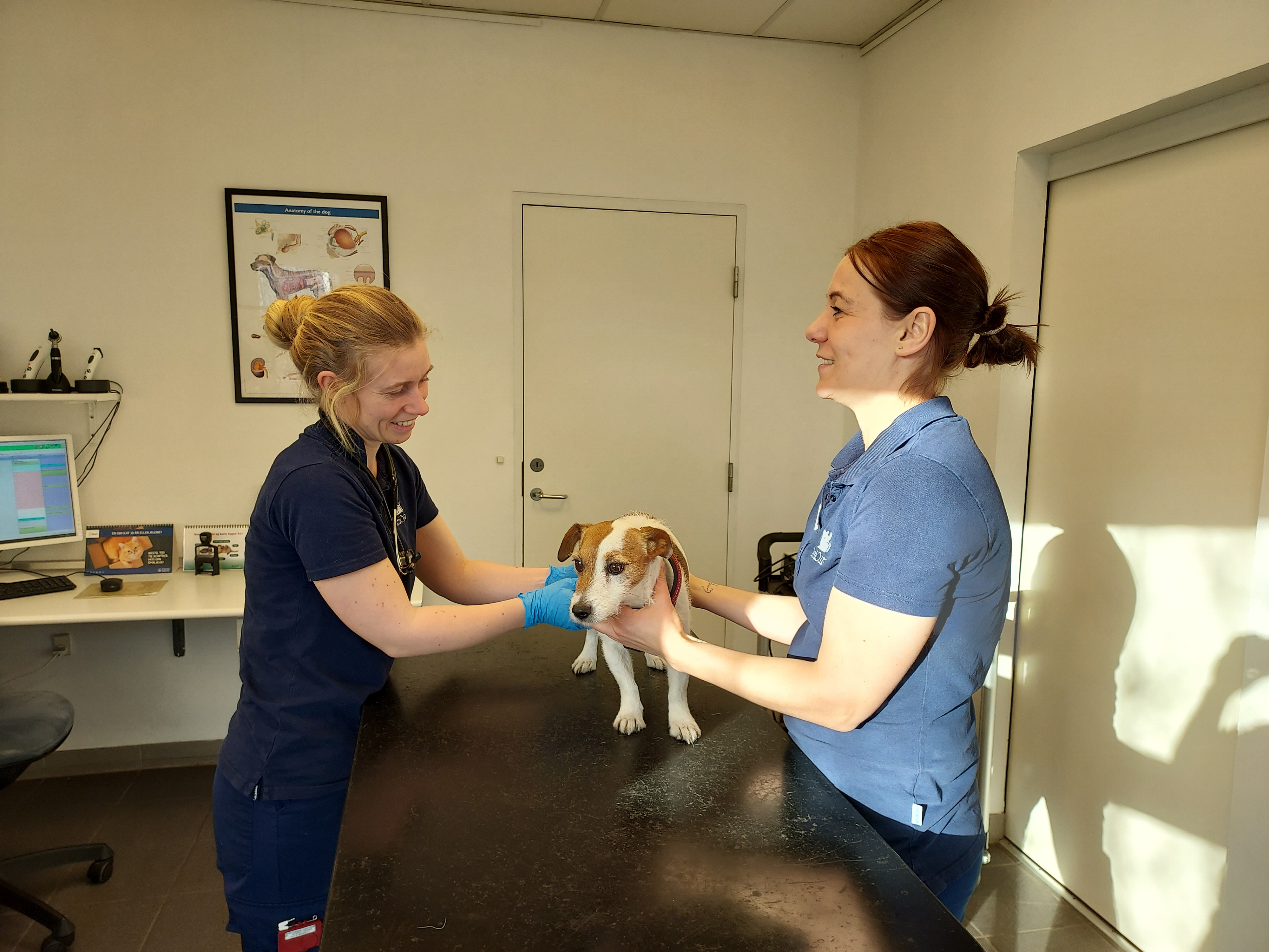 AniCura Hjørring er specialister i hunde, katte, kaniner og marsvin