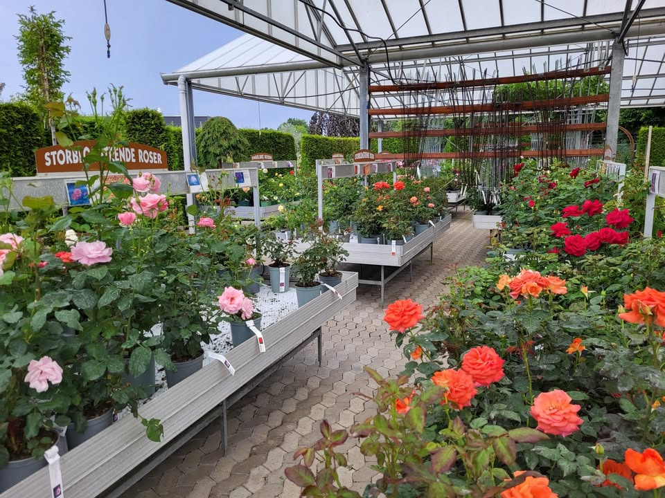 Asmild Plantecenter ApS inviterer til roseninspiration hele sommeren i Rosenhuset