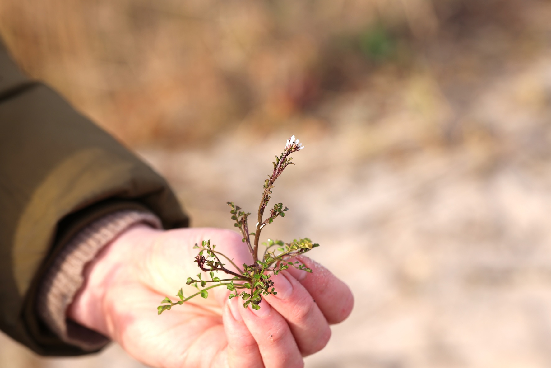 Oplev naturens spisekammer ved Slettestrand