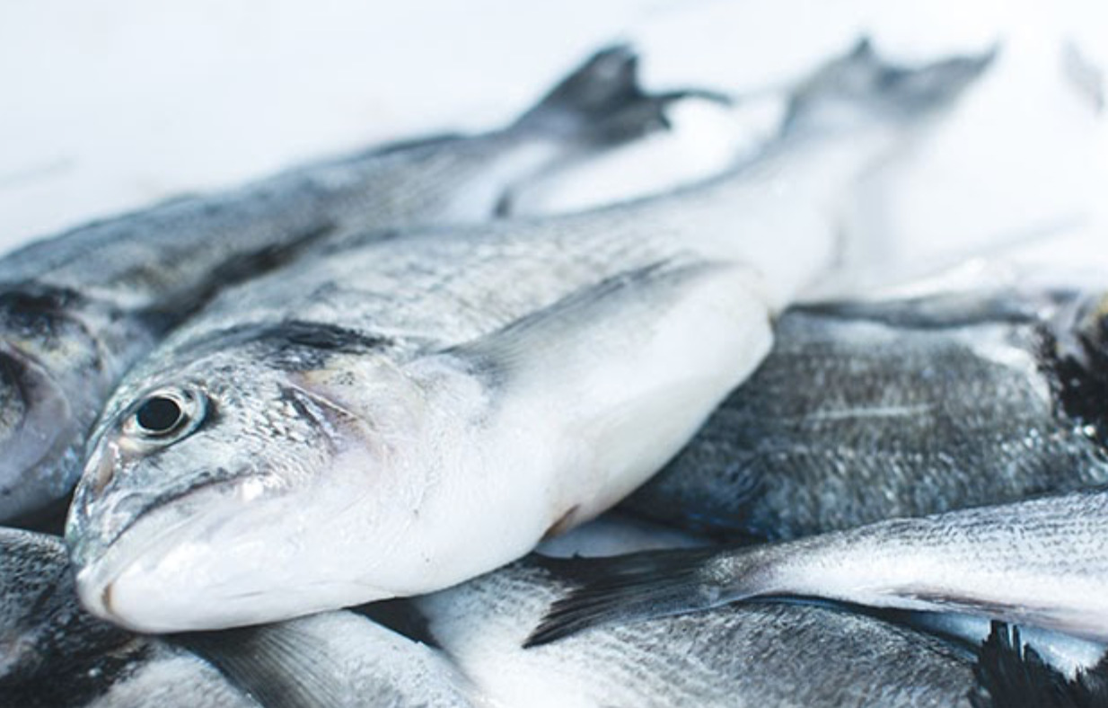 Fang frisk fisk i Sabro