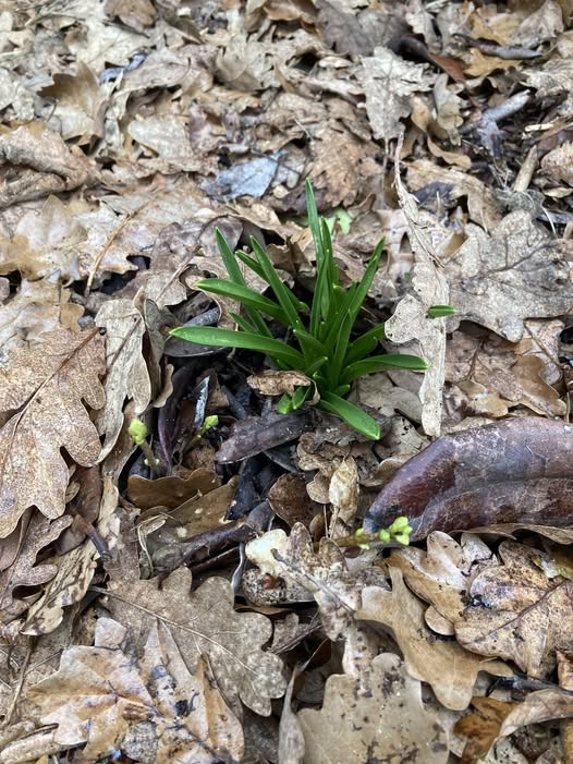 Blanksøe Psykoterapi tilbyder redskaber til ro i tankerne gennem nærværende aktiviteter