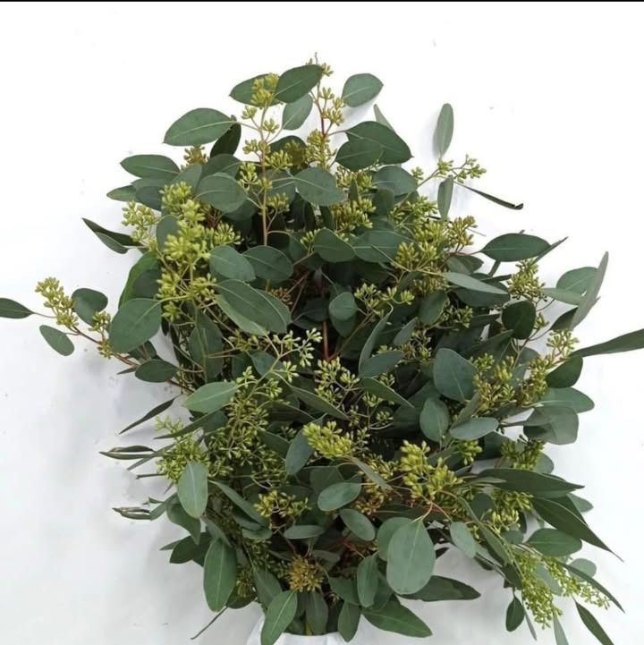 Meny Gl. Skagensvej tilbyder store eucalyptusgrene med bær til specialpris