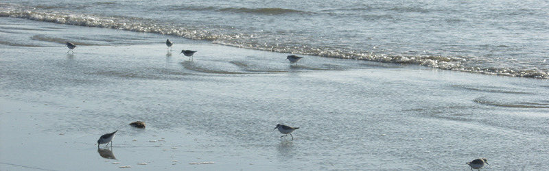 Sandpåfyldning styrker Skagens kyst mod naturens kræfter i vintermånederne