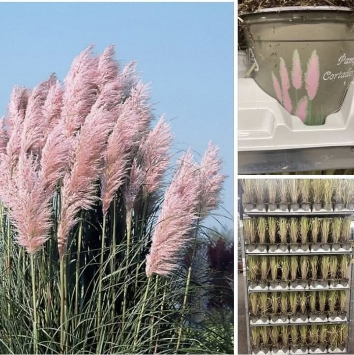 Meny Gl. Skagensvej tilbyder farverigt pampasgræs på tilbud