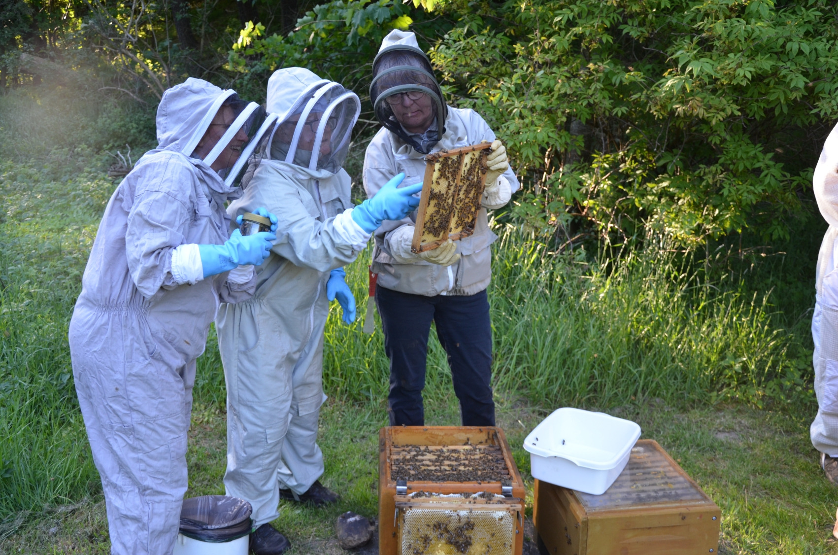 Dans samba med bierne - og bliv biavler