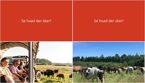 Udforsk Morud denne weekend: Bisonokser og hjertevarme hesteoplevelser