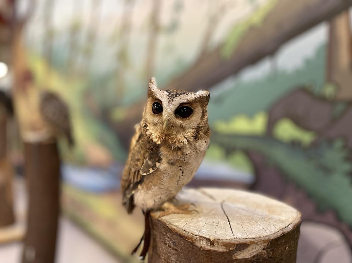 Oplev uglernes verden i Anlægspavillonen i Ringsted