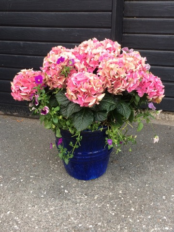 Efterlysning af tidligere elever fra Herstedvester Skole. 