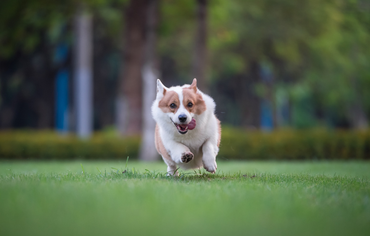 Hundeparken i Løkken er nu en realitet