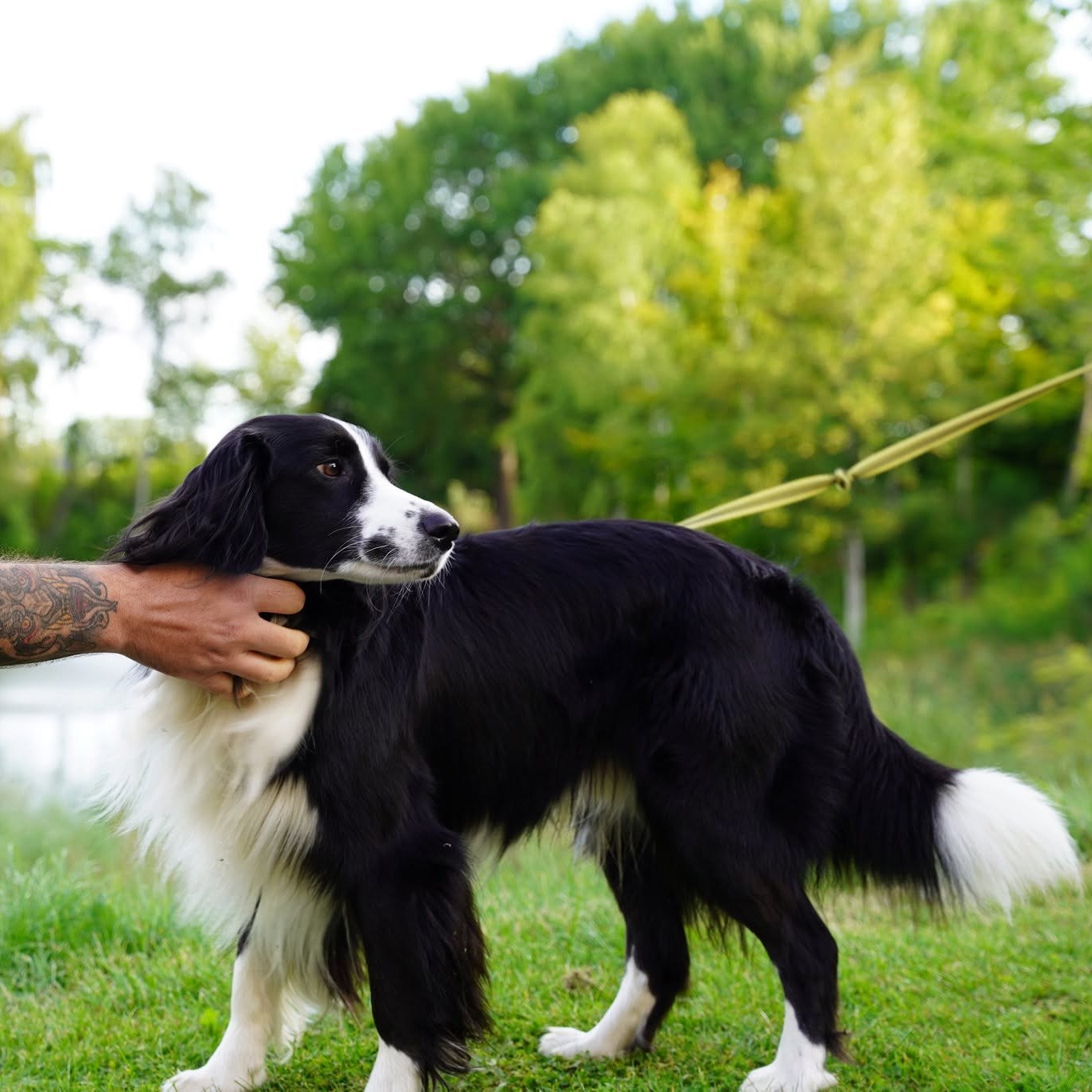 Min Bedste Ven Hundetræning