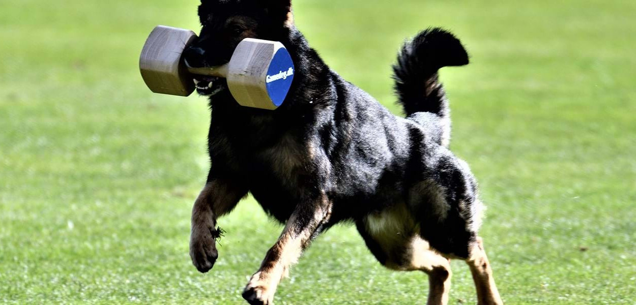 VM for Schæferhunde indtager Cepheus Park Randers