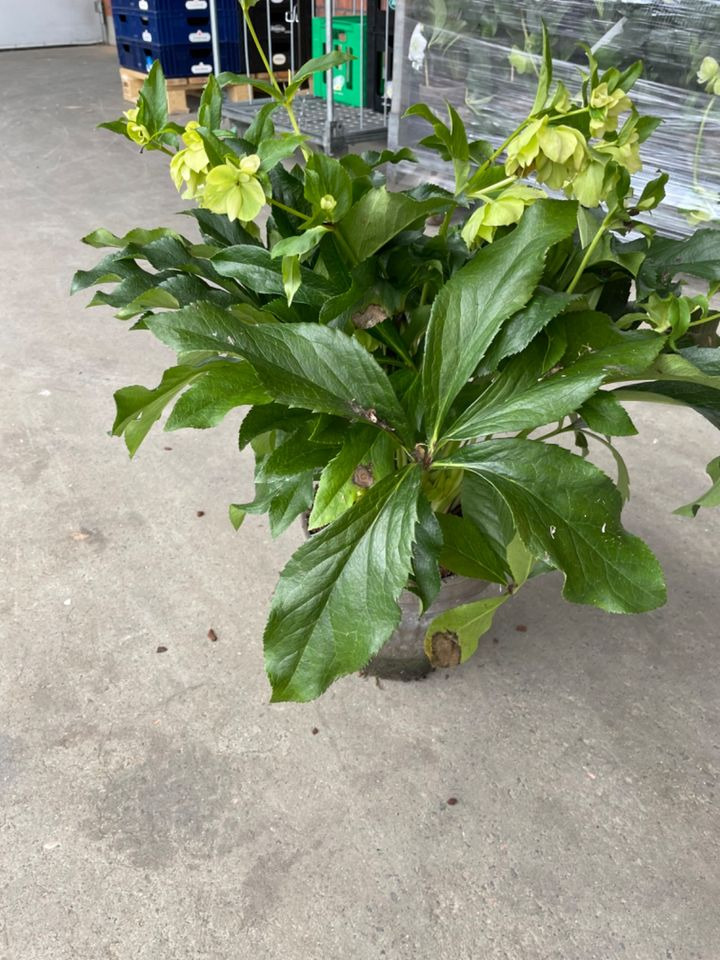 Helleborus i ler-krukke til tilbudspris hos Meny Klarup