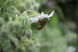 Oplev biernes fascinerende verden på Aldershvile Planteskole