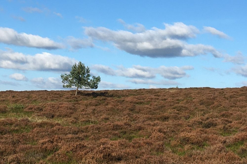 Oplev kartoffeltyskernes historie på Museum Silkeborg