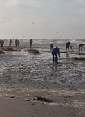 Tag på ravjagt ved Blåvand strand