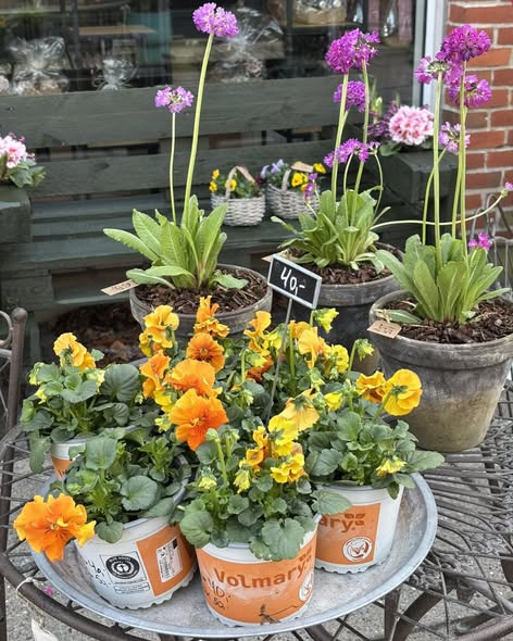 Tulipa Blomster & Havedesign byder velkommen til anden åbningsdag med tilbud og inspiration