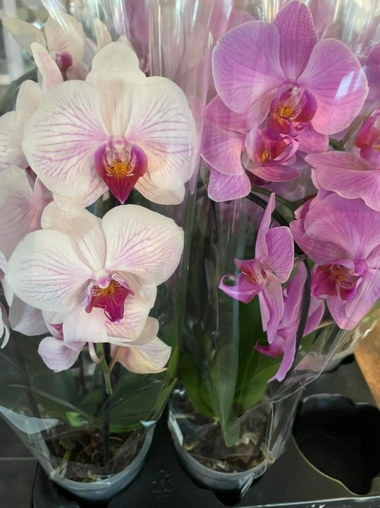 Opslagstavlen: Nyeste opdateringer fra Roslev